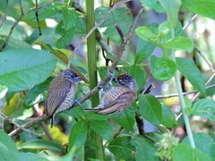 Picumnus exilis pernambucensis