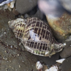 Acanthinucella