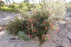 Correa reflexa scabridula