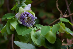 Passiflora actinia