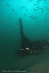 Trachurus novaezelandiae