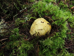 Truncocolumella citrina