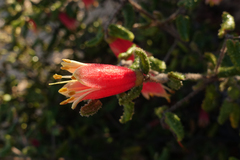 Correa reflexa scabridula
