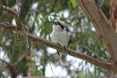 Dacelo novaeguineae novaeguineae