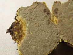 Truncocolumella citrina