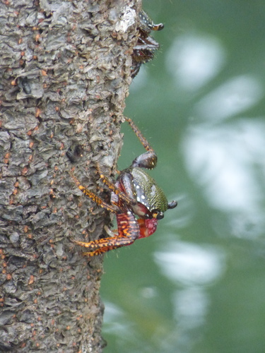 Goniopsis pulchra