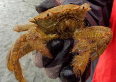 Telmessus cheiragonus