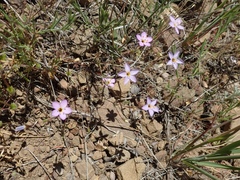 Leptosiphon ambiguus