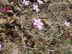 Leptosiphon ambiguus