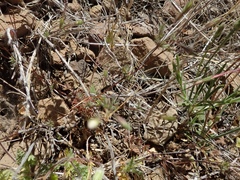 Leptosiphon ambiguus