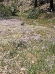 Leptosiphon ambiguus