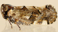 Tropiphlepsia badia