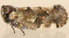 Tropiphlepsia badia