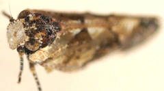 Tropiphlepsia badia