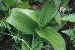 Veratrum insolitum