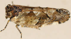 Tropiphlepsia badia