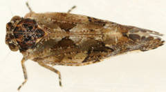 Tropiphlepsia badia