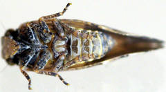 Tropiphlepsia badia