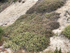 Malephora lutea