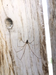 Crossopriza