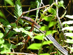 Dendrelaphis philippinensis