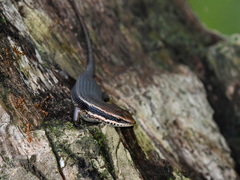 Eutropis multicarinata