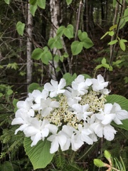 Viburnum lantanoides image