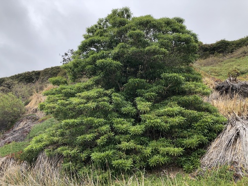Rauvolfia sumatrana observed 2022-05-19