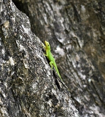 Anolis marmoratus