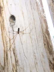 Crossopriza