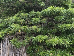 Rauvolfia sumatrana