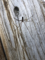 Crossopriza