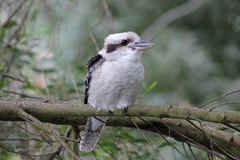 Dacelo novaeguineae novaeguineae