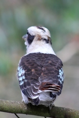 Dacelo novaeguineae novaeguineae