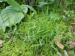 Dichanthelium lucidum