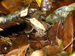 Craugastor podiciferus