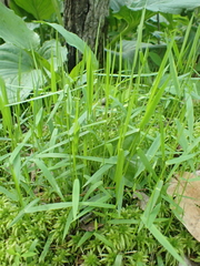 Dichanthelium lucidum