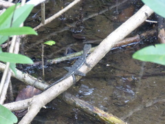 Basiliscus galeritus