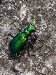Cicindela denikei