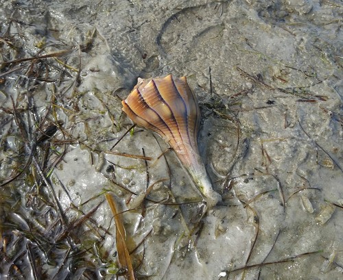 Sinistrofulgur sinistrum
