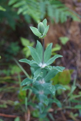 Lilium bolanderi
