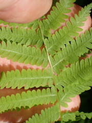 Deparia acrostichoides