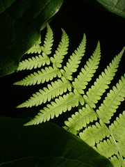 Deparia acrostichoides