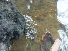 Sphoeroides annulatus