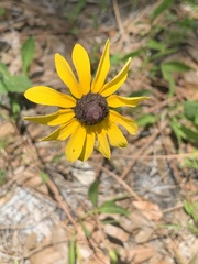 Rudbeckia hirta image