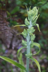 Veratrum insolitum