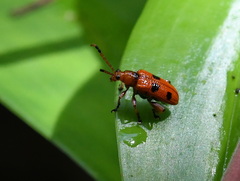Lema quadripunctata