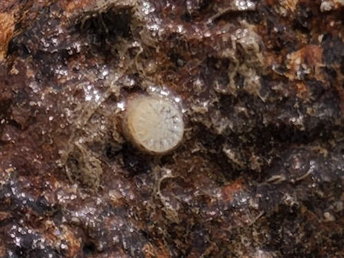 Tethocyathus minor