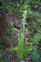 Veratrum insolitum