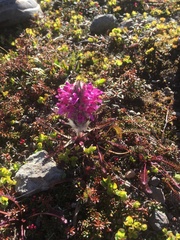 Pedicularis lanata
